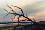 Subtle sunset behind silhouetted tree.