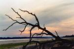 Subtle sunset behind silhouetted tree.