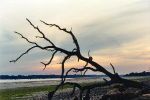 Subtle sunset behind silhouetted tree.